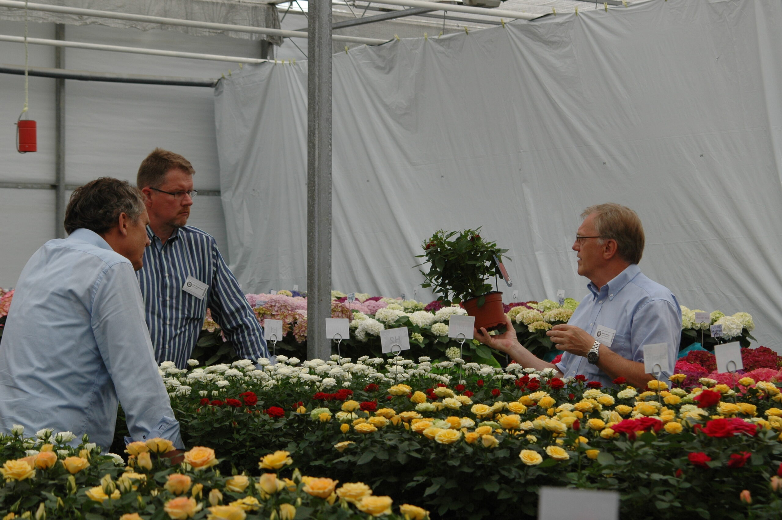 PLAN YOUR VISIT: 13 – 16 JUNE 2023 FLOWER TRIALS AT AGRIOM - Difference ...